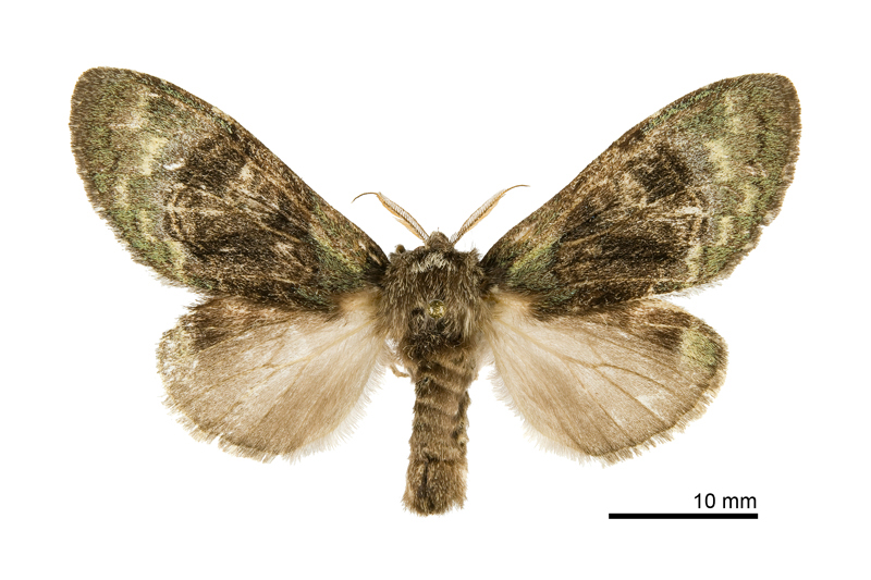 Syntypistis pallidifascia pallidifascia Female